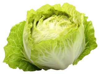 Fototapeta premium PNG Iceberg lettuce vegetable cabbage plant.