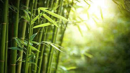 Serene bamboo forest with sunlight filtering through lush green leaves, creating a tranquil and peaceful atmosphere.
