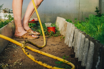 Fototapeta premium Organic gardening and healthy food. Self-supply and housework concept. A gardener waters a vegetable garden with beds of parsley, carrots and dill by shower watering gun against modern greenhouse.