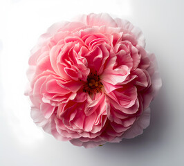 Fototapeta premium Clean flowers