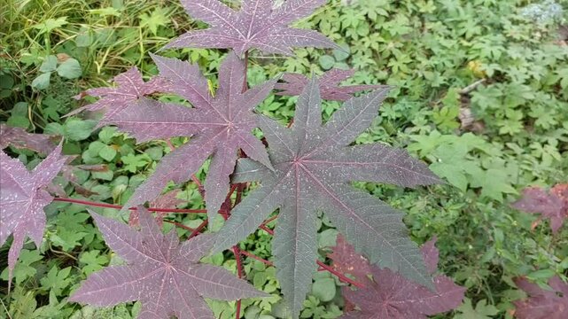Ricinus communis L, purple leaf, castor plant, castor oil plant, Reproduces with a mixed pollination system that prefers self-pollination through geitonogamy, commonly called red udium. Star leaf