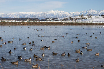 Ducks gather in a winter pond with snowy mountains in the background