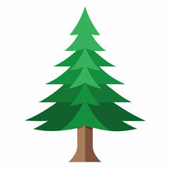 vector illustration of spruce