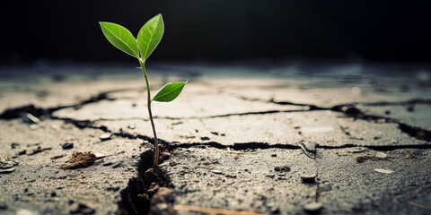 Small green plant growth trought cracked asphald.