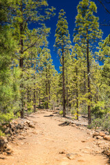 A walking path leading to Paisaje Lunar in Tenerife, through a forested area with tall pine trees