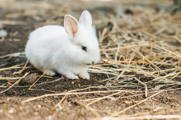 Portrait of a cute white baby rabbit with a fluffy coat and prominent ears, sitting on the ground