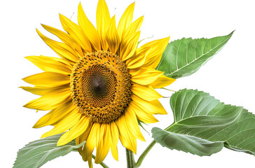 Fototapeta premium flower