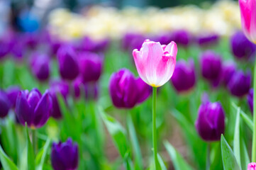 Colorful Tulips flowers blooming in Spring.Close-up of sweet pink  and other color tulip flowers blooming in the garden with soft morning sunlight on a blurred background.