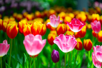 Colorful Tulips flowers blooming in Spring.Close-up of sweet pink  and other color tulip flowers blooming in the garden with soft morning sunlight on a blurred background.