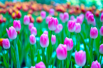 Obraz premium Colorful Tulips flowers blooming in Spring.Close-up of sweet pink and other color tulip flowers blooming in the garden with soft morning sunlight on a blurred background.