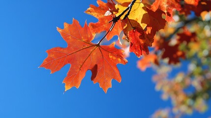 Obraz premium Fall leaves against blue sky.