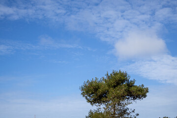 pine tree branches against sky