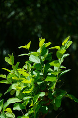 guava leaf plant with blurry background