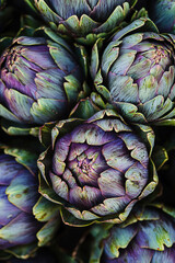 Obraz premium close up of artichokes, full frame, food advertising