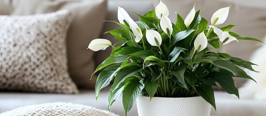 Peace Lily Plant Indoor Decor