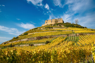 Vineyard with the old castle ruins in Staufen im Breisgau in the Black Forest