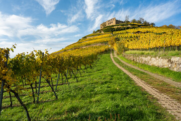 Vineyard with the old castle ruins in Staufen im Breisgau in the Black Forest