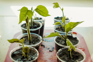 Growing vegetables on the windowsill in the house. Young seedlings in pots on the window, closeup. Healthy seedlings. Hobby gardening.