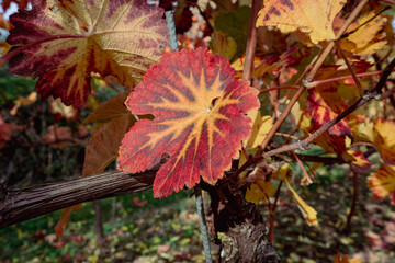 Colorful vine leaves in autumn