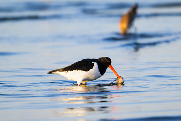 貝に嘴を挟まれるミヤコドリ