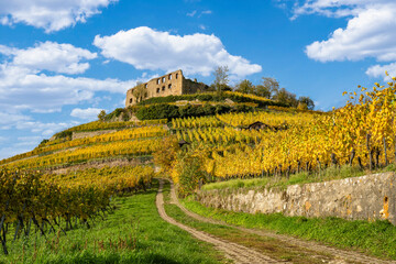Vineyard with the old castle ruins in Staufen im Breisgau in the Black Forest