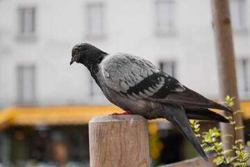 Gray Pigeon Close Up Standing on a Wooden Pole in the City