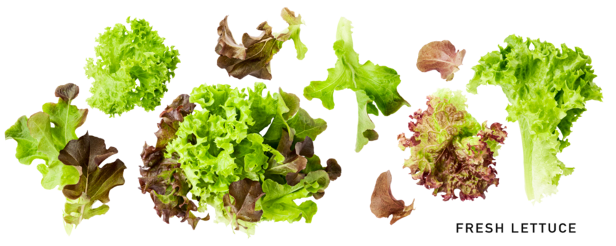 Lettuce green purple leaves salad collection isolated. PNG with transparent background. Flat lay. Without shadow.