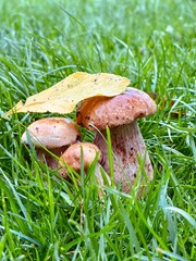 mushroom in the grass