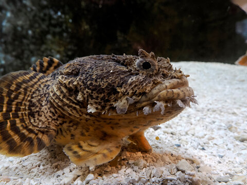 Oyster Toadfish fish underwater portrait