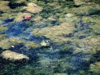 frog in a pond looks like a painting in Ohio, Usa