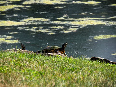 Turtle Trachemys scripta on pond