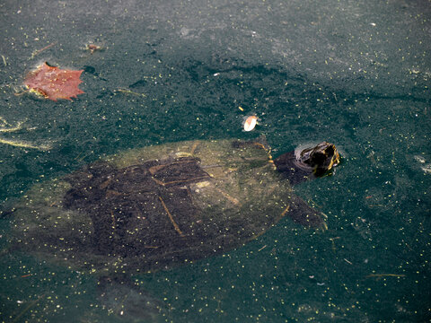 Turtle Trachemys scripta on pond