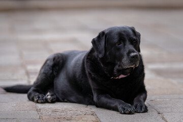 Black Labrador Retriever or simply Labrador lying in the street of Venice. Portrait of black Labrador Retriever lying on the pavement. 