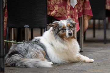 Fototapeta premium Australian Shepherd dog rests on the pavement in the street cafe, Venice. Portrait of blue merle Australian Shepherd dog. 