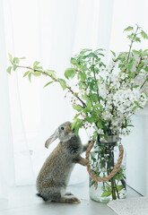 .A gray rabbit near a vase of flowers looks at the camera.A gray rabbit near a vase of flowers looks at the camera.