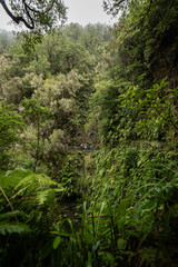 Fototapeta premium Lush Green Gorge with Scenic Trail - Madeira