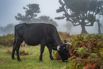Misty Pastures: Madeira's Calm Cattle Scene