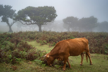 Quiet Madeira Landscape with Cows and Mist