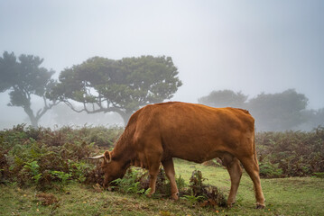 Tranquil Madeira Field with Fog and Cows