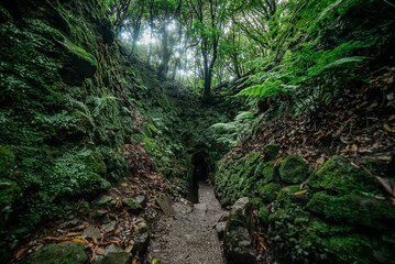 Wild and Verdant Madeira Gorge Trail