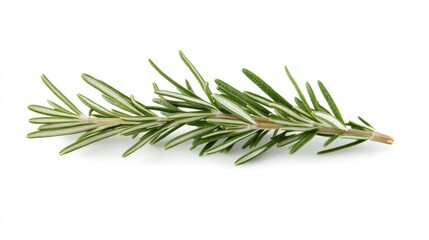 Fototapeta premium A rosemary branch with small, delicate leaves, isolated on a white background, ideal for natural health and wellness or cooking projects.