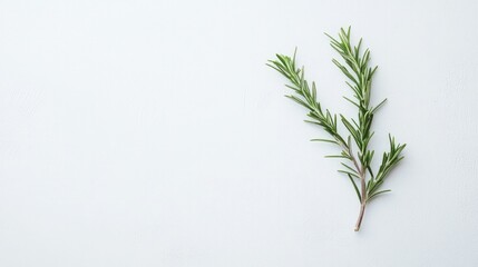 Obraz premium A single rosemary branch laid flat on a white background, perfect for illustrating herbs, seasoning, and natural remedies.