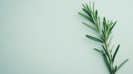 A vibrant sprig of rosemary standing upright on a white background, capturing its green hue and aromatic appeal for organic themes.
