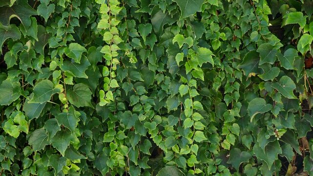 The ivy completely covers the wall of the building, the natural green area outside.Ivy background. Ivy completely covers the brick wall. background, texture