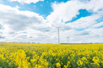 Golden fields of blooming flowers beneath a vivid blue sky with wind turbines standing tall in the distance