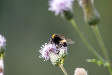 bee on a flower