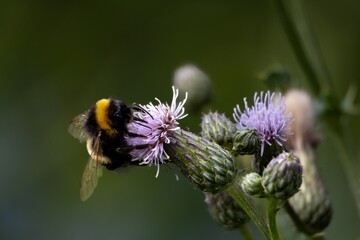 bee on a flower