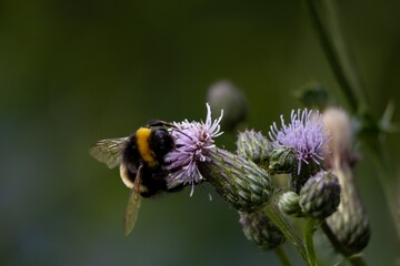 bee on a flower