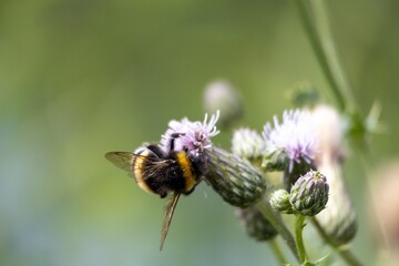 bee on a flower
