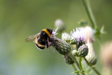 bee on a flower